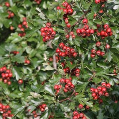 Hedging Hawthorn not potted bare root 45-60 cm tall / 10