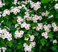 Hedging Hawthorn not potted bare root 45-60 cm tall / 10