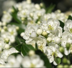 Hedging Hawthorn not potted bare root 45-60 cm tall / 10