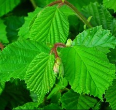 Hedging Hazel not potted bar e root per 10 45-60 cm tall