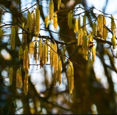 Hedging Hazel not potted bar e root per 10 45-60 cm tall