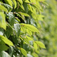 Hedging Hornbeam (5 per pot) 45-60cm tall (bare rooted)