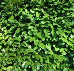 Hedging Laurel bare root potted 3 per pot 45-60 cm