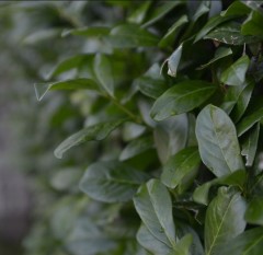 Hedging Laurel bare root potted 3 per pot 45-60 cm