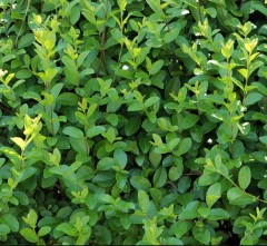 Hedging Privet Green Per 10 45-60cm