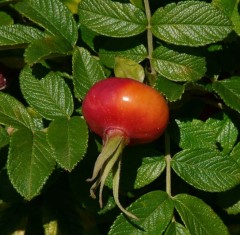 Hedging Rosa rugosa White 5 per pot 45-60cm tall