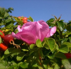 hedging Rosa rugosa Pink 5 per pot 45-60cm tall