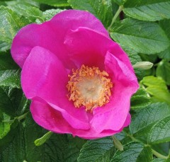 hedging Rosa rugosa Pink 5 per pot 45-60cm tall