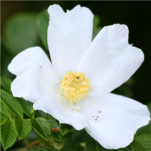 Hedging Rosa rugosa White 5 per pot 45-60cm tall