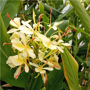 Hedychium Devon Cream