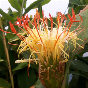 Hedychium elipticum