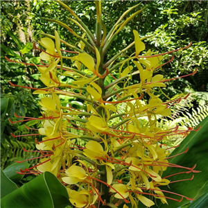 Hedychium gardnerianum (Hardy Ginger)