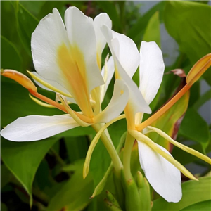 Hedychium Gold Spot