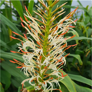 Hedychium griffithianum