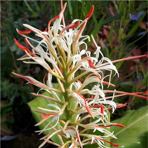 Hedychium spicatum