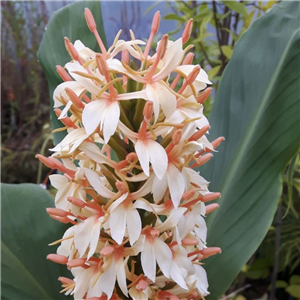 Hedychium densiflorum Stephen