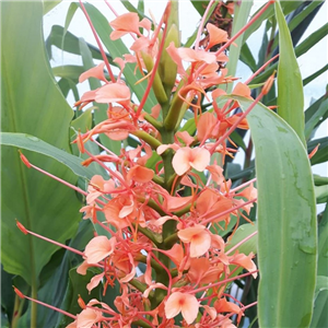 Hedychium Tai Pink Princess