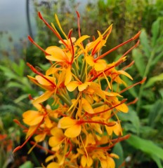 Hedychium Tara