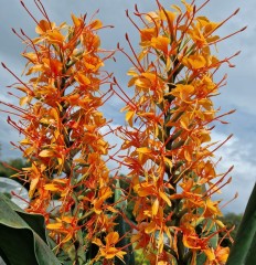 Hedychium Tara