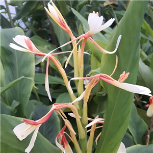 Hedychium spicatum Troglodyte