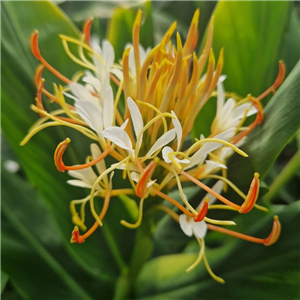 Hedychium sp. (yunnanense?) PAB 7361