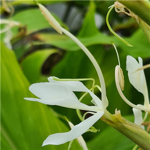 Hedychium Ziyadum