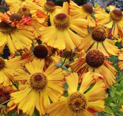 Helenium Amber