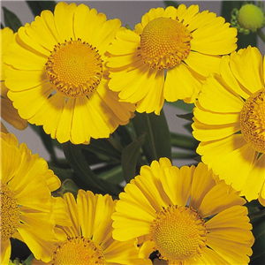 Helenium autumnale Helena Gold