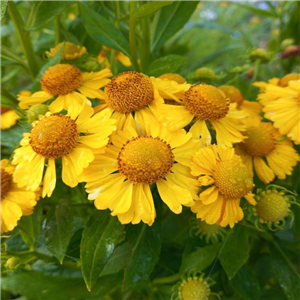 Helenium Kanaria