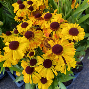 Helenium autumnale Mardi Gras