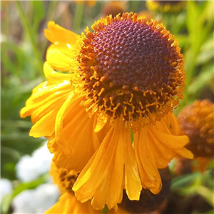 Helenium autumnale Pipsqueak