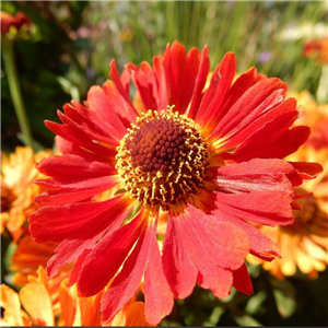 Helenium autumnale Red Jewel