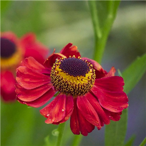 Helenium Rubinzwerg