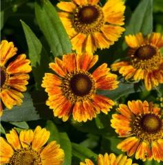 Helenium ‘Salud Embers’ | Farmyard Nurseries