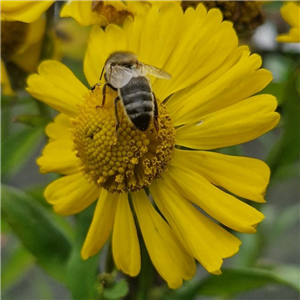 Helenium Salud Yellow