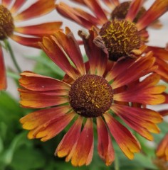 Helenium autumnale Siesta