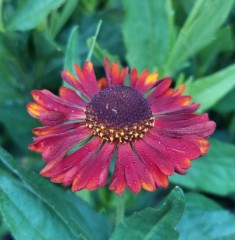 Helenium autumnale Siesta