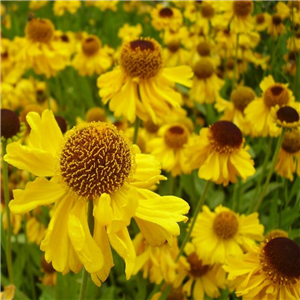 Helenium autumnale The Bishop