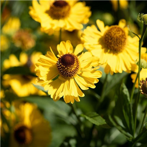 Helenium bigelovii Tip Top