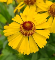 Helenium Wesergold