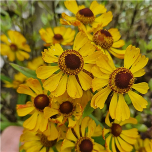 Helenium Salud Golden