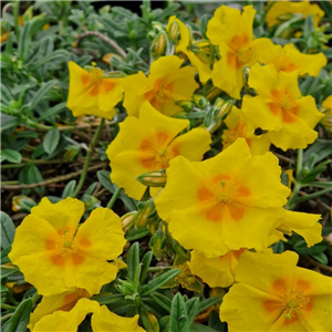 Helianthemum Ben Fhada