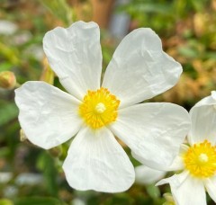 Helianthemum Elfenbeinglanz