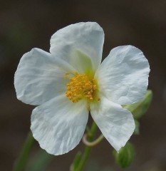 Helianthemum Elfenbeinglanz