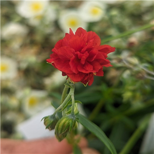 Helianthemum Mrs C W Earle