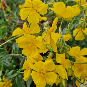 Helianthemum Sterntaler