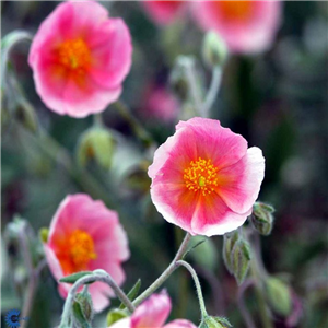 Helianthemum Wisley Pink