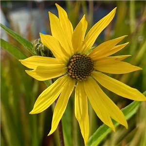 Helianthus salicifolius