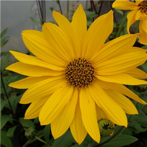 Helianthus maximiliani