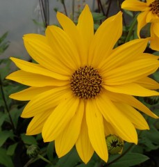 Helianthus mollis